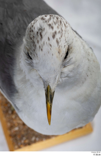 Common gull Larus Canus head 0010.jpg